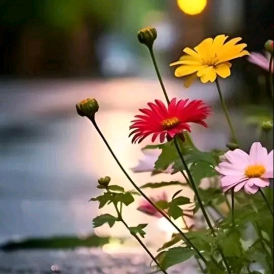 吃糖不甜的年龄