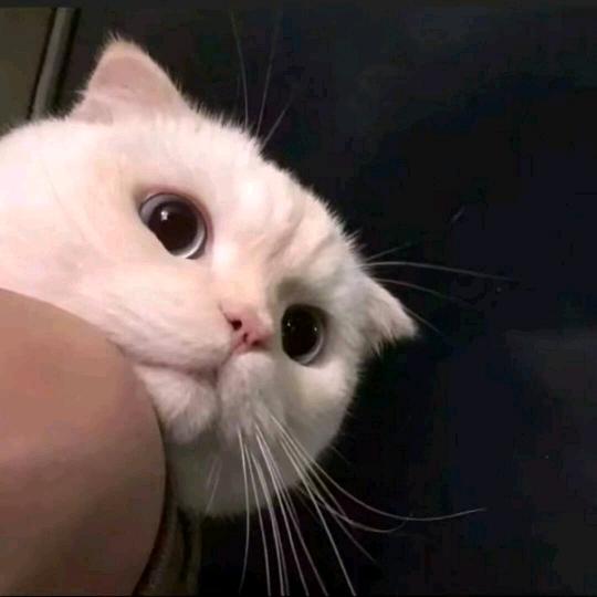 lLl