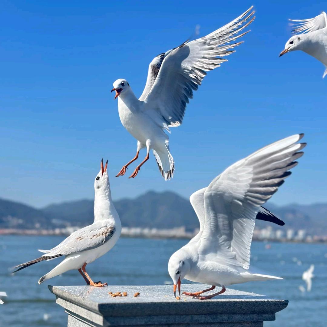 胖妹食品严选铺