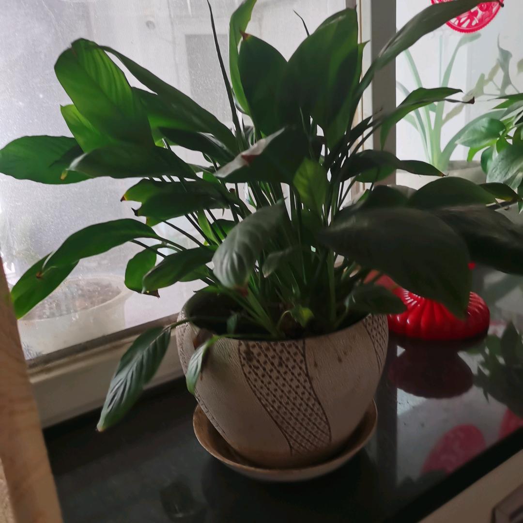 平安健康૮₍◜ෆ◝.₎ა૮₍◜ෆ◝.₎ა