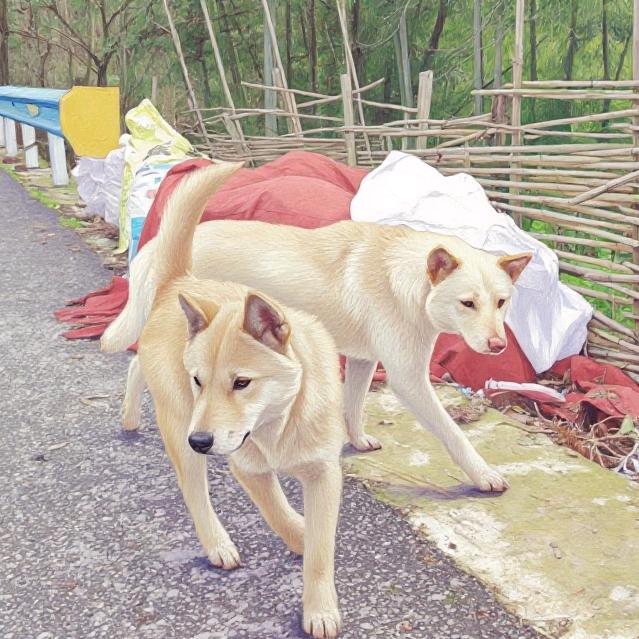 国犬由田园