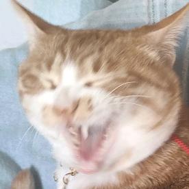 名字被猫叼走了