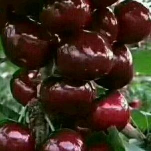 荣浩农场（李屯车厘子自采园）