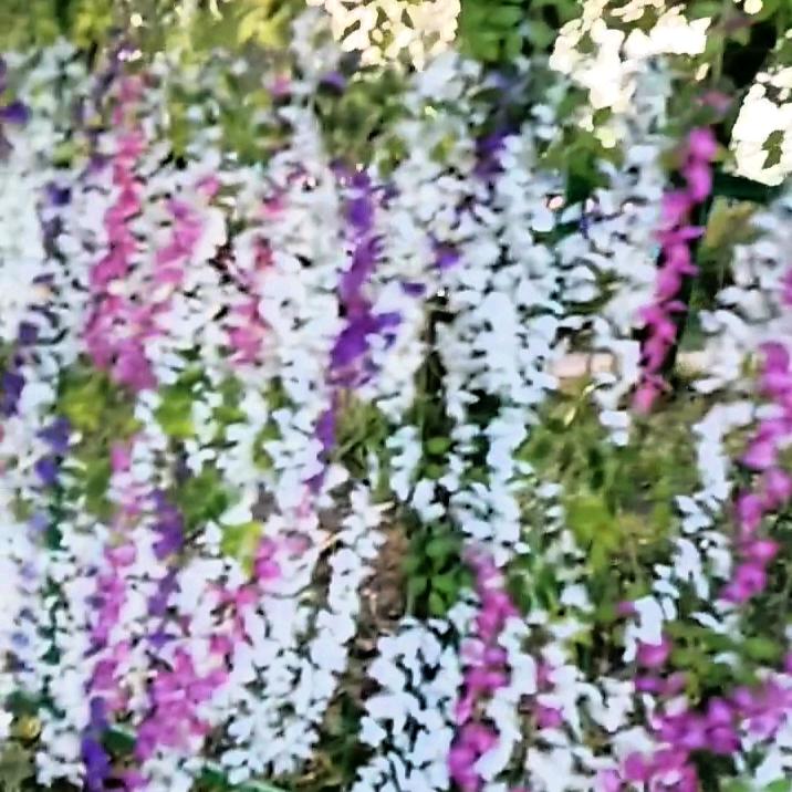 🧚‍♂️🧚🧚‍♂️