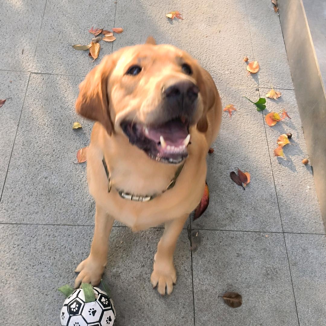 可乐不是无糖的.