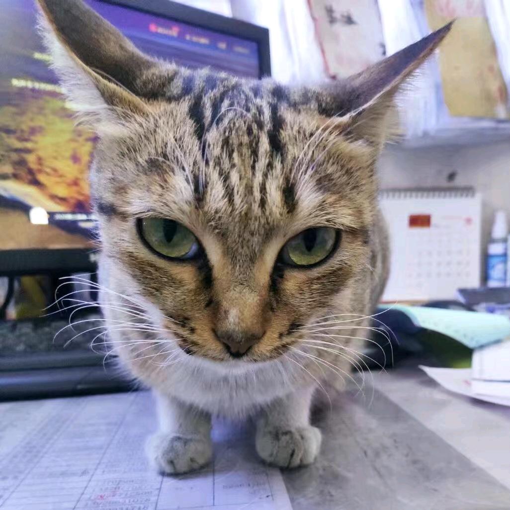 刺猬.卡西奥