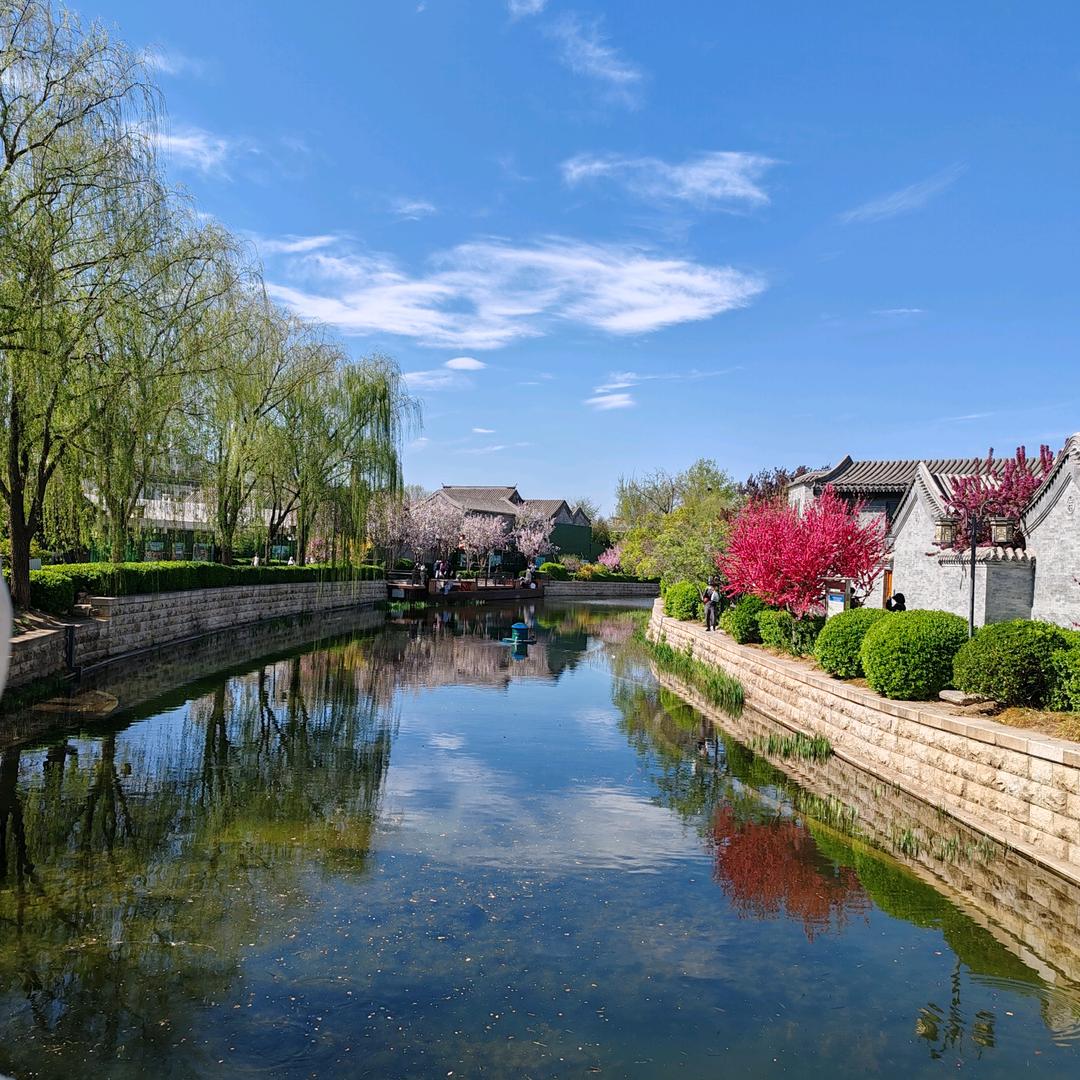 河堤杨柳最春风