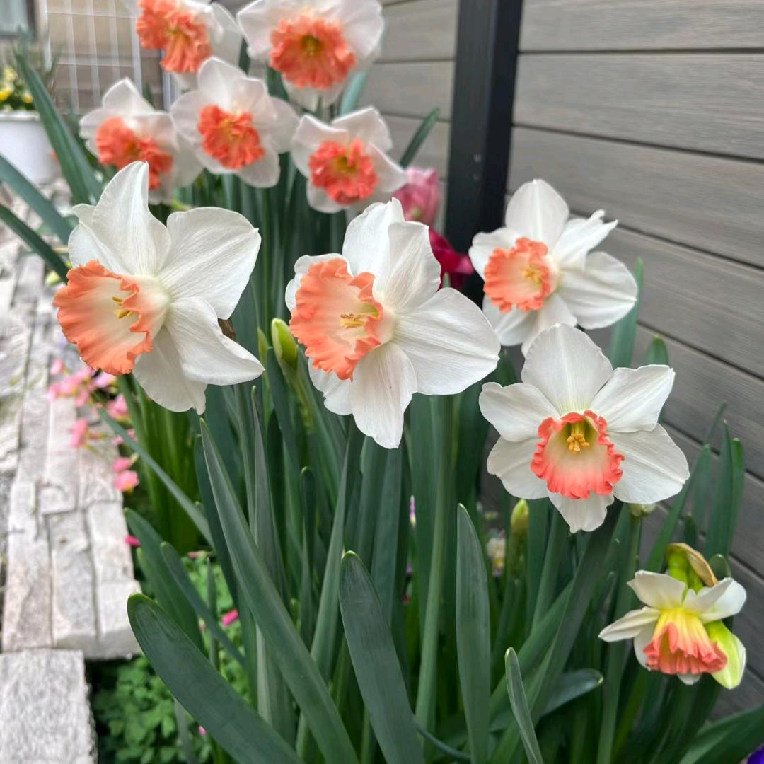 爱养花