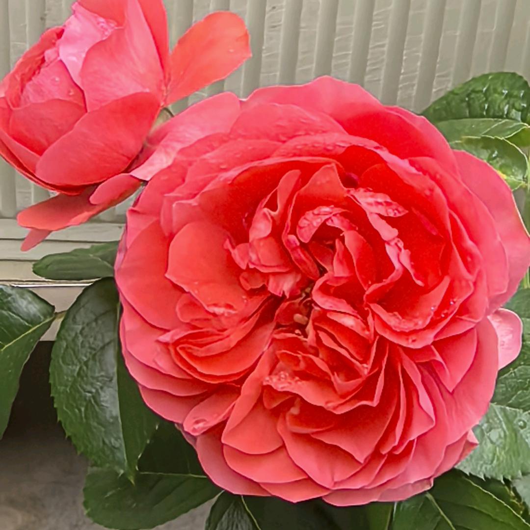 生活就要美美哒