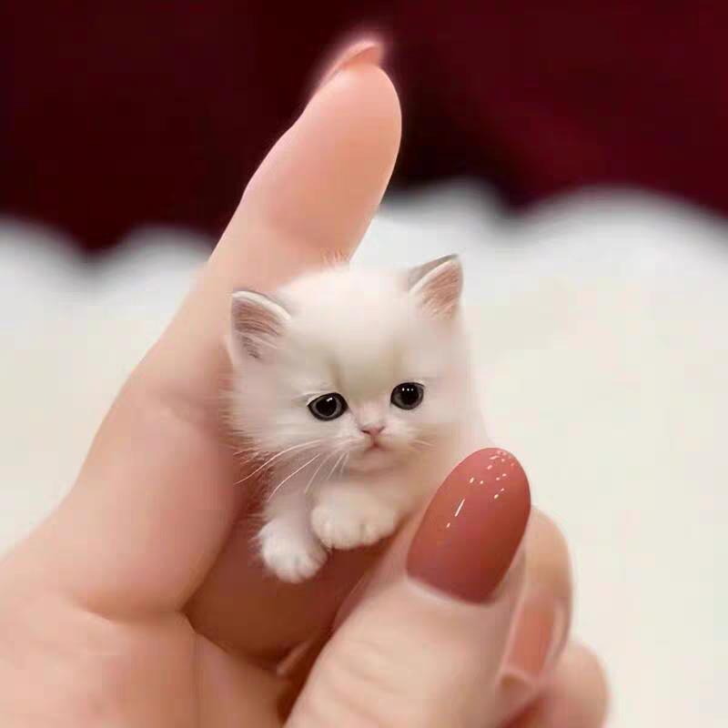 掌心里的宝