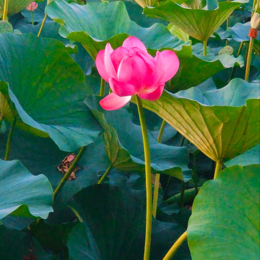 藏玄阁
