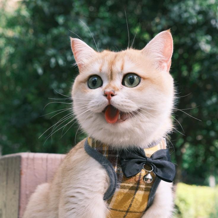 香槟🍾搬砖（自力更生版）