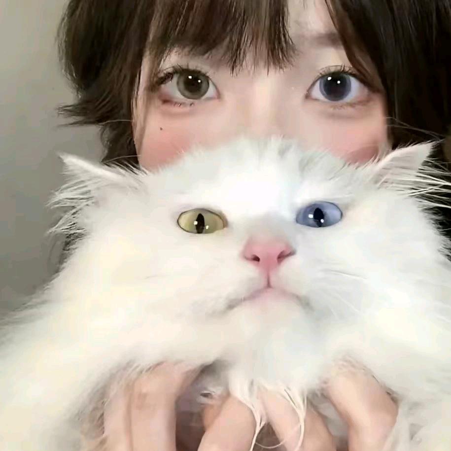 晕了咩ʸ