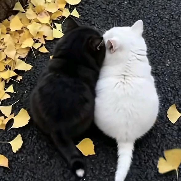 勇敢牛牛。