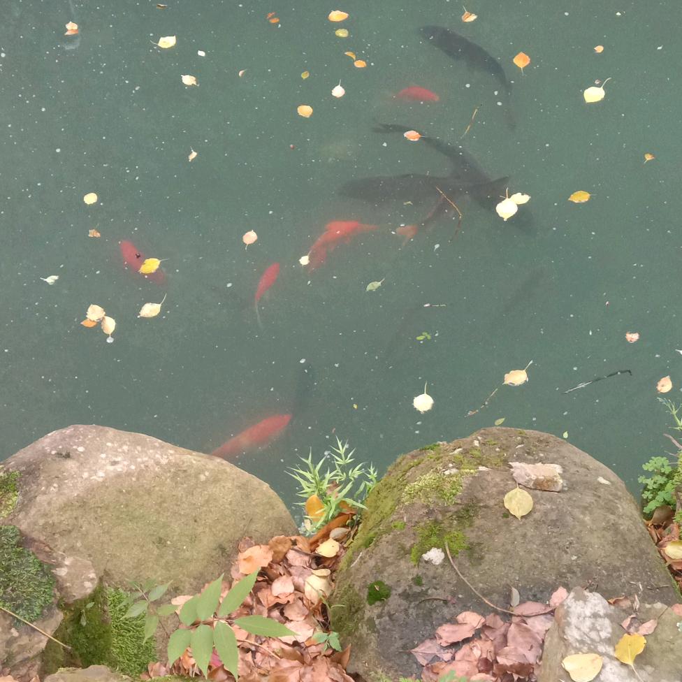 刺猬
