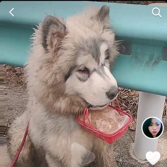 阿拉斯加狗狗乐园