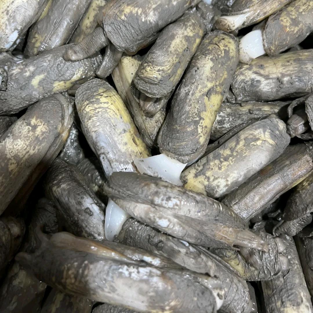 红树林养殖种植基地