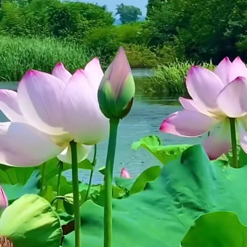 范晓敏