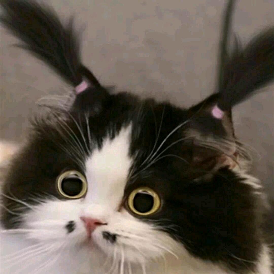璐某人