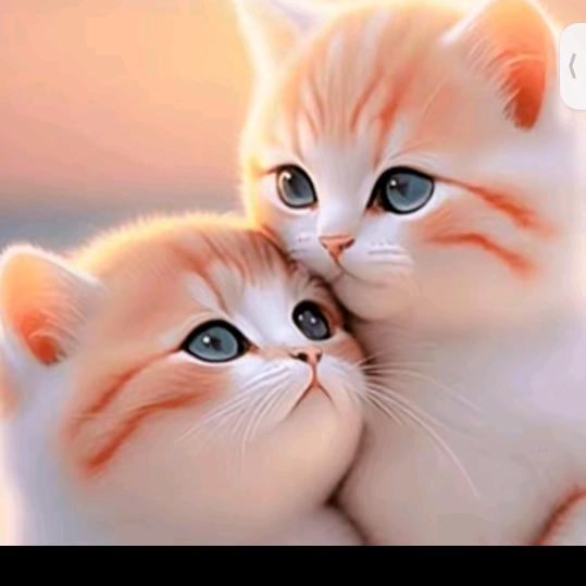 馋猫