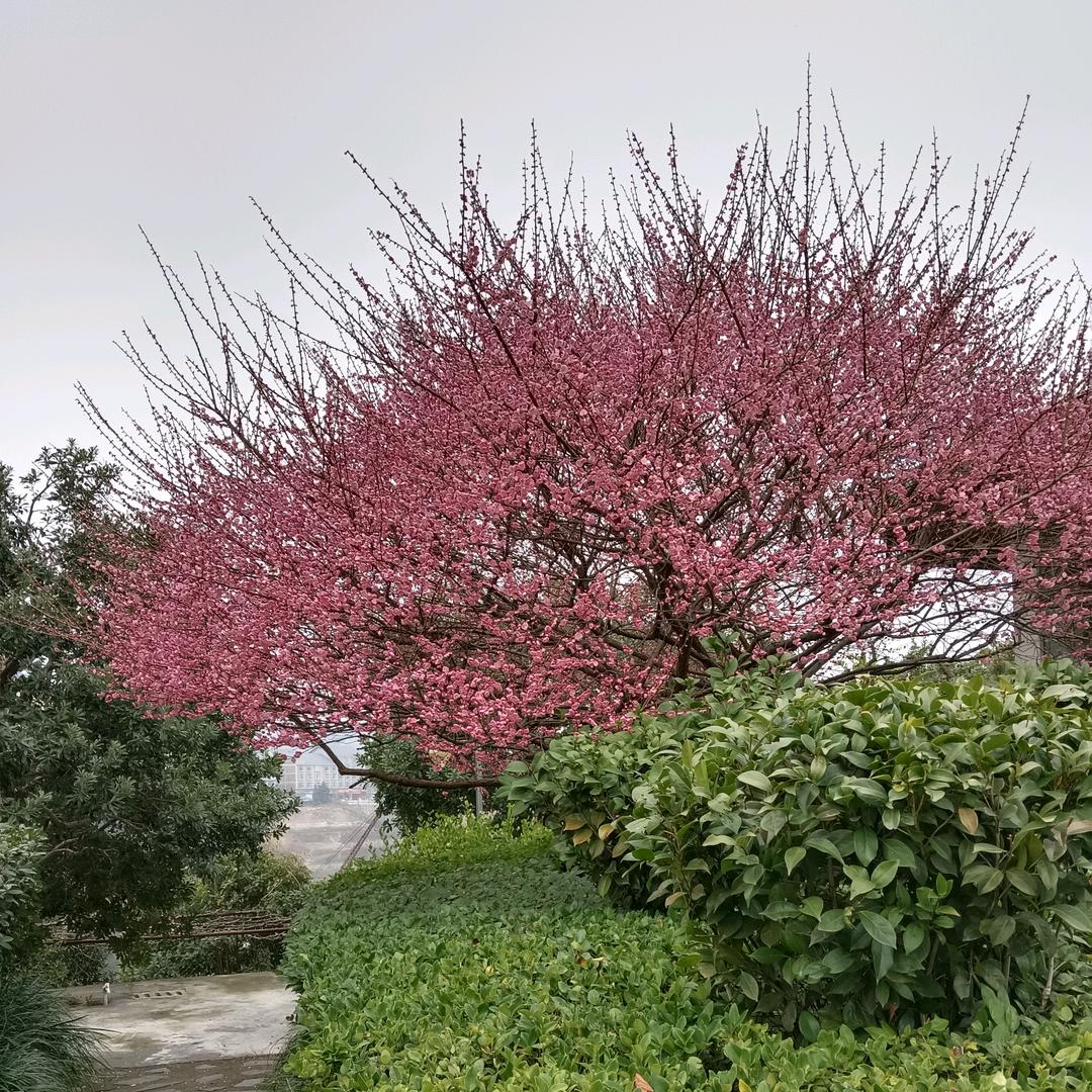 🌷爱如👩‍❤️‍👨初见🌷