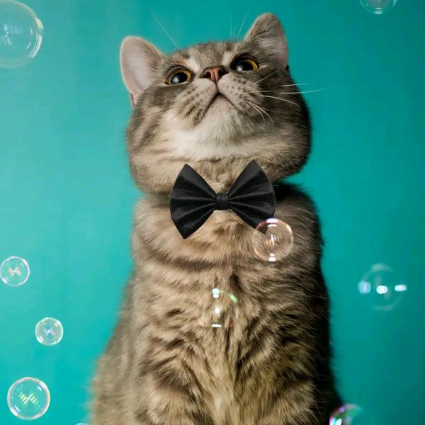 游走在蔬菜批发市场的（小吕）