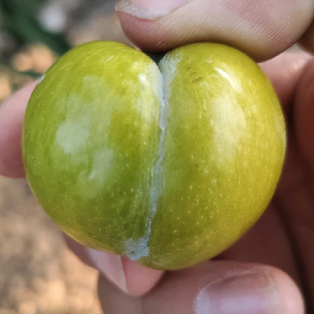 大荔田明蜂糖李