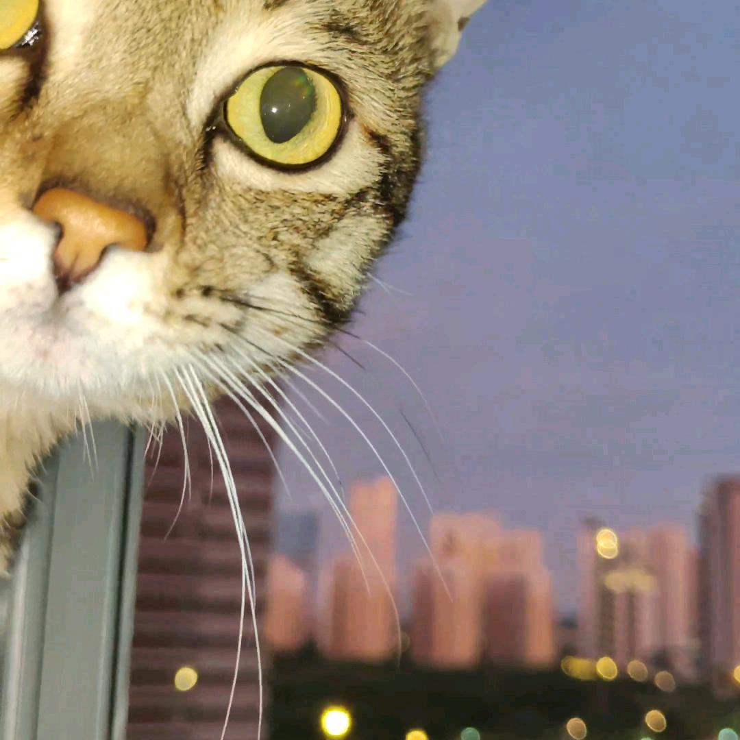 疯子与猫