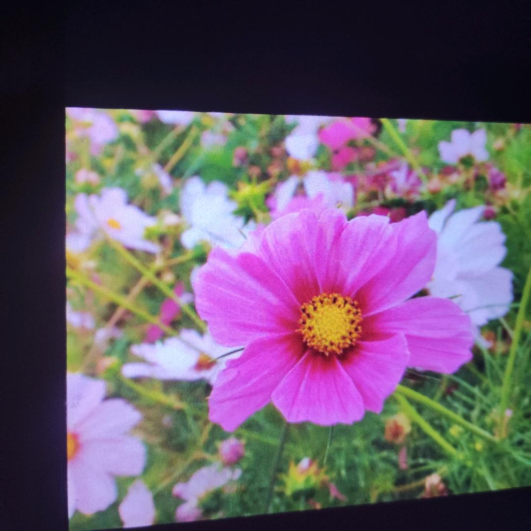 吴远芝（4-6：30）