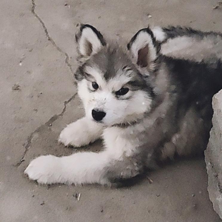 陪伴犬爱好者