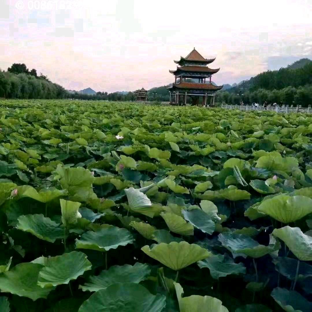 雄锋，二哥，