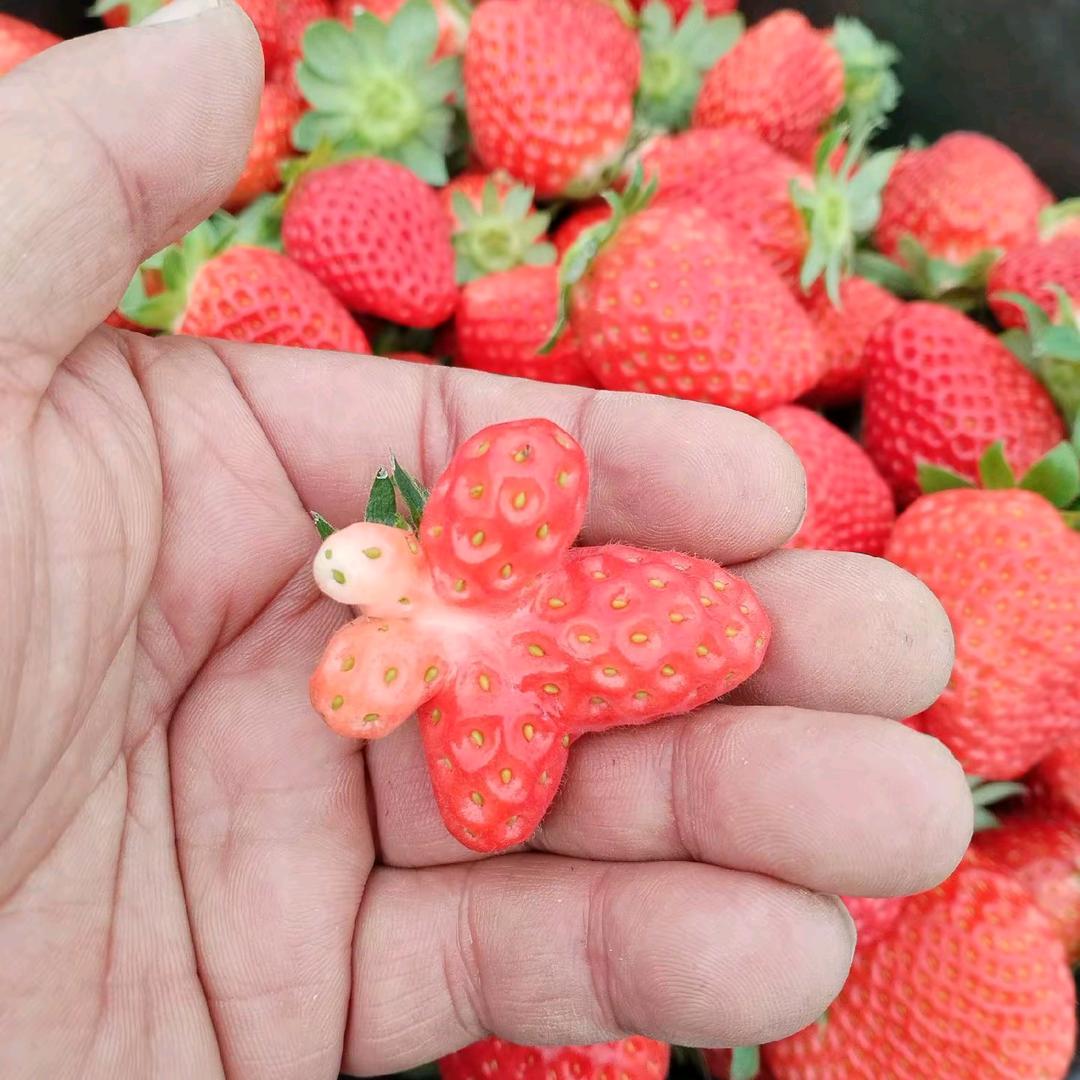 老张草莓园店长