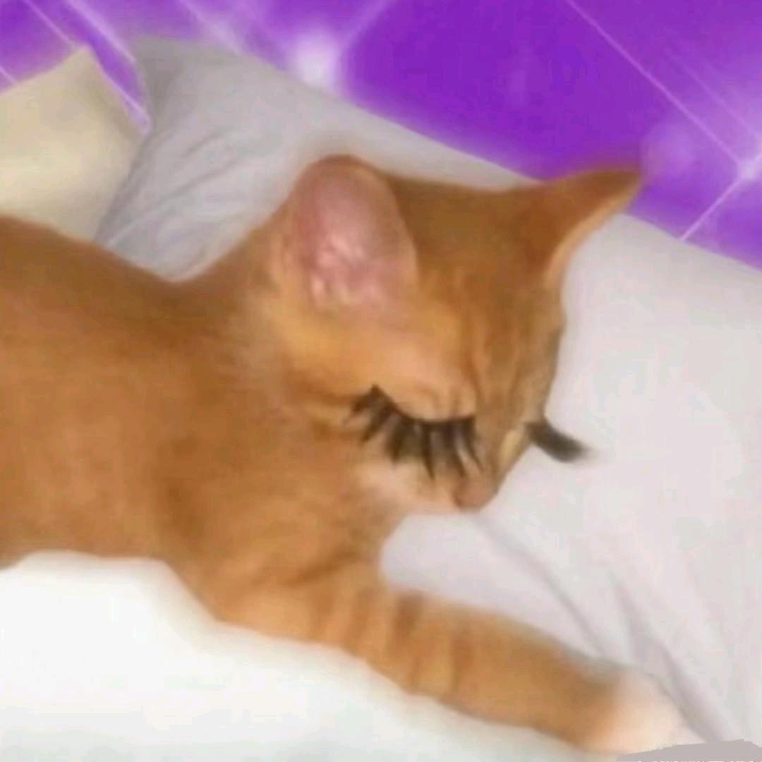 林小瓜呱呱呱💜