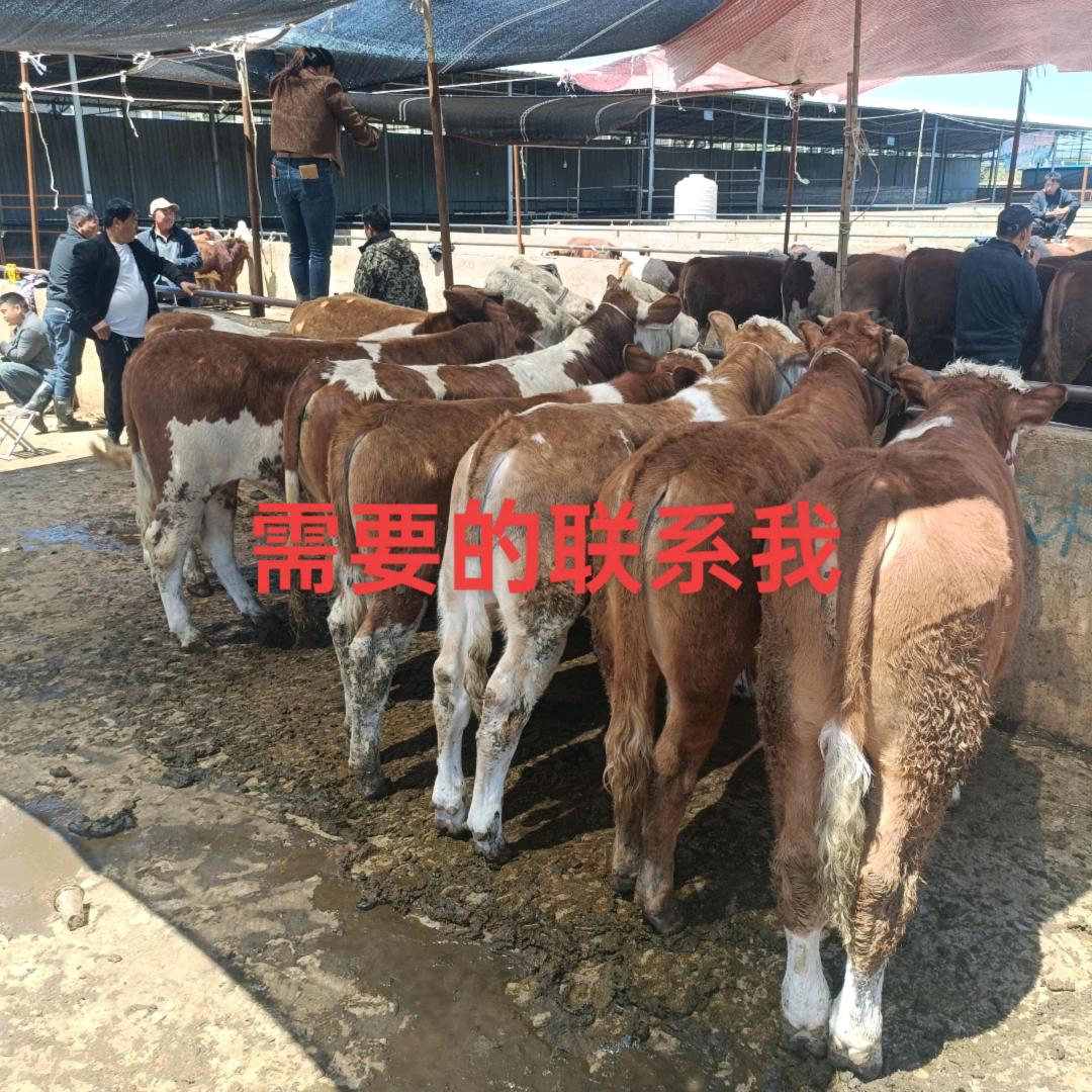 《玩不动》代买牛