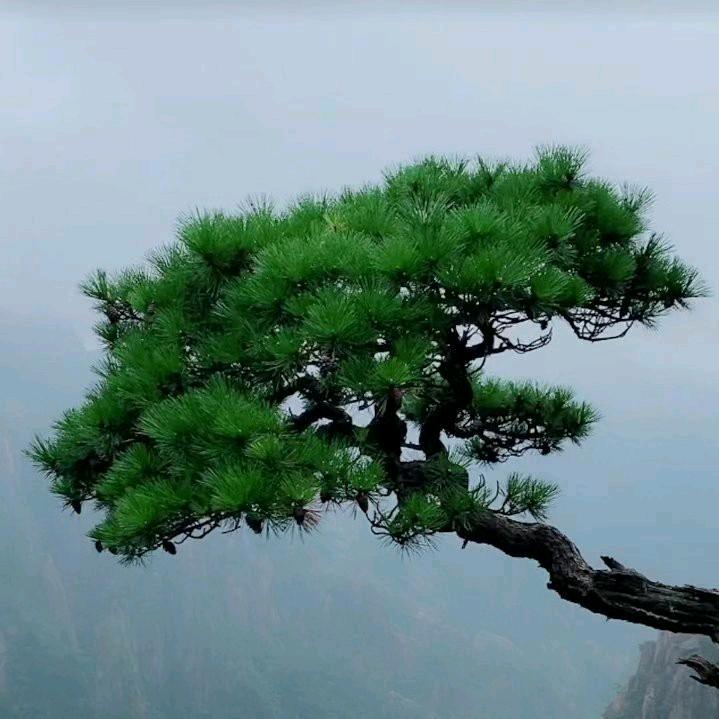 江南