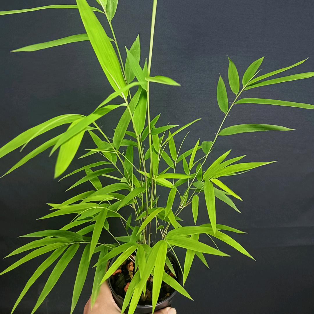 竹韵小苑