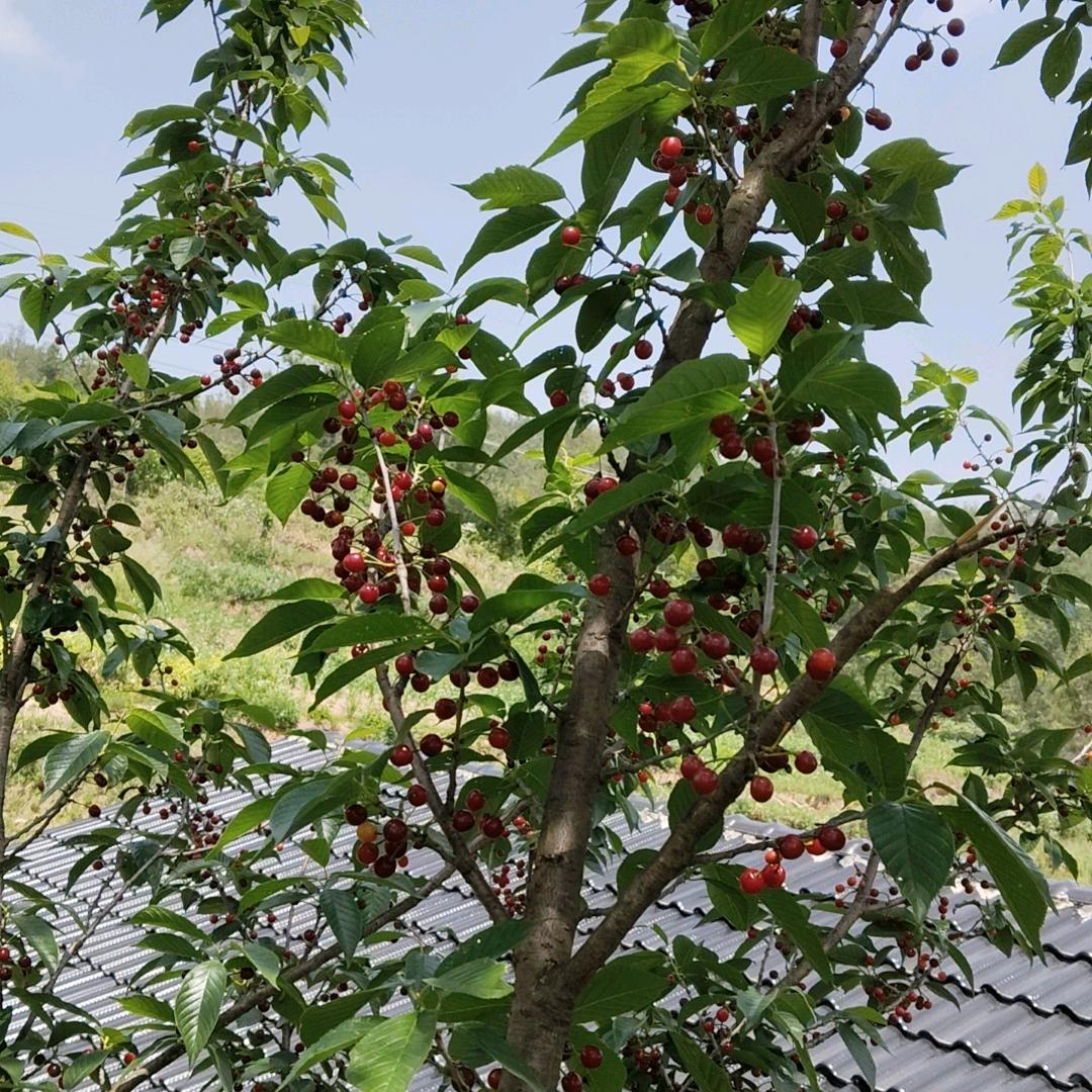 开心果果