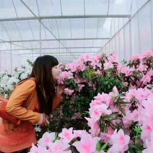 慈悲悲合（四川稻米）