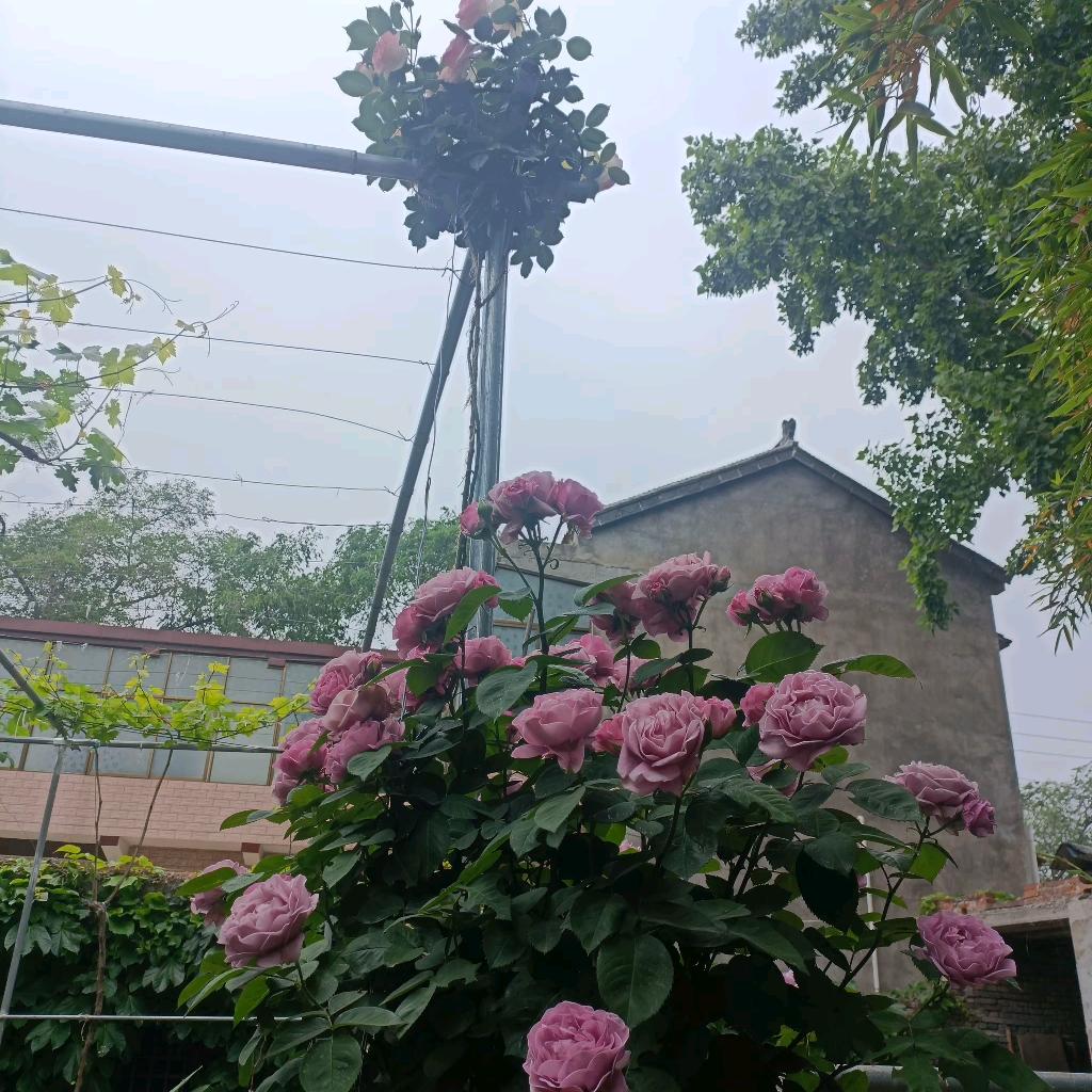 涯
