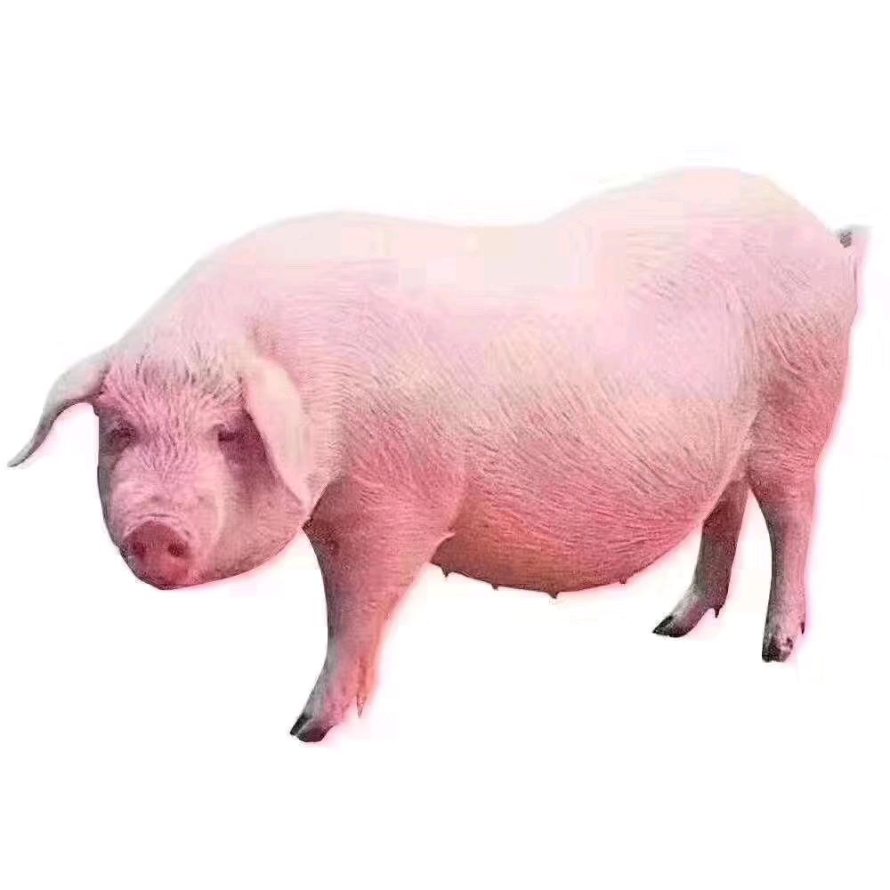 心向光，暗自退。