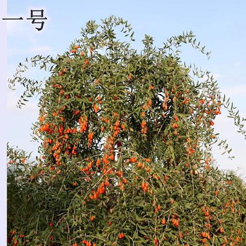 张小姐的花果茶