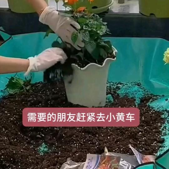 种花种菜爱好者
