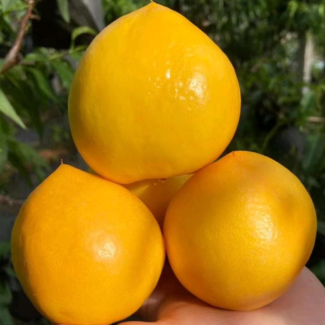 蒙阴蜜桃崮里苹果王墩墩