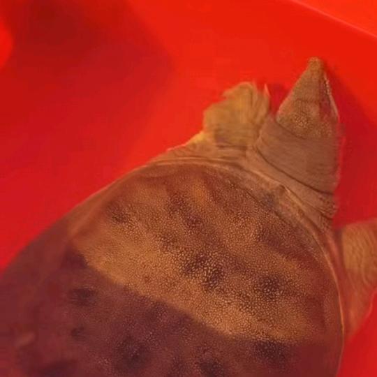 利群山野生态水产