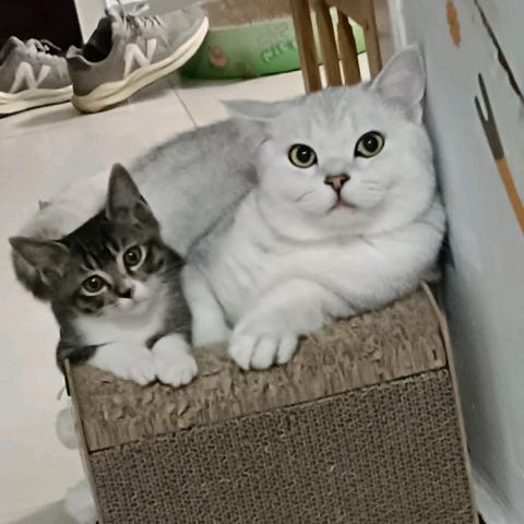 球球是只猫猫🐱