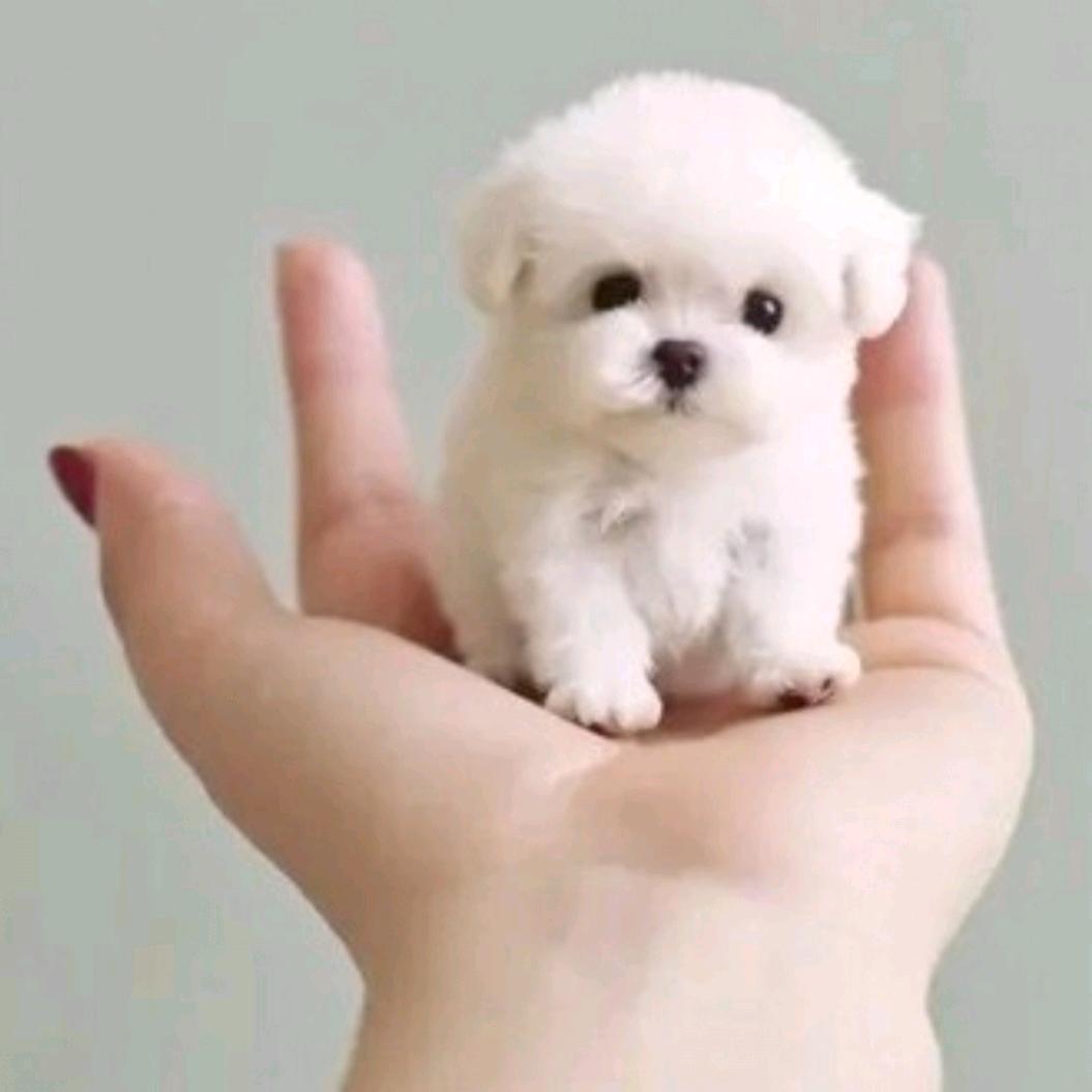 ♥️刘家五姐♥️