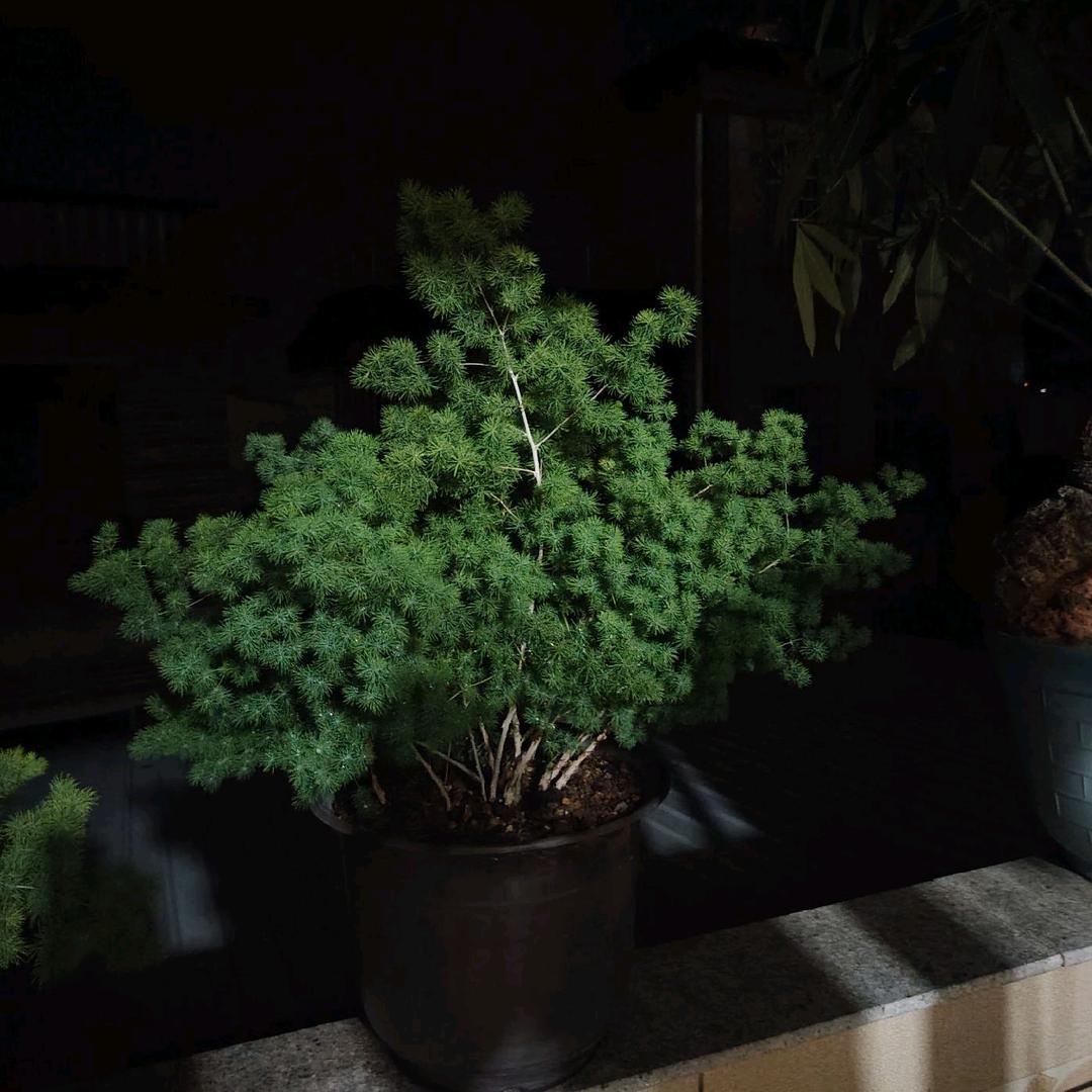 闽南馬仔