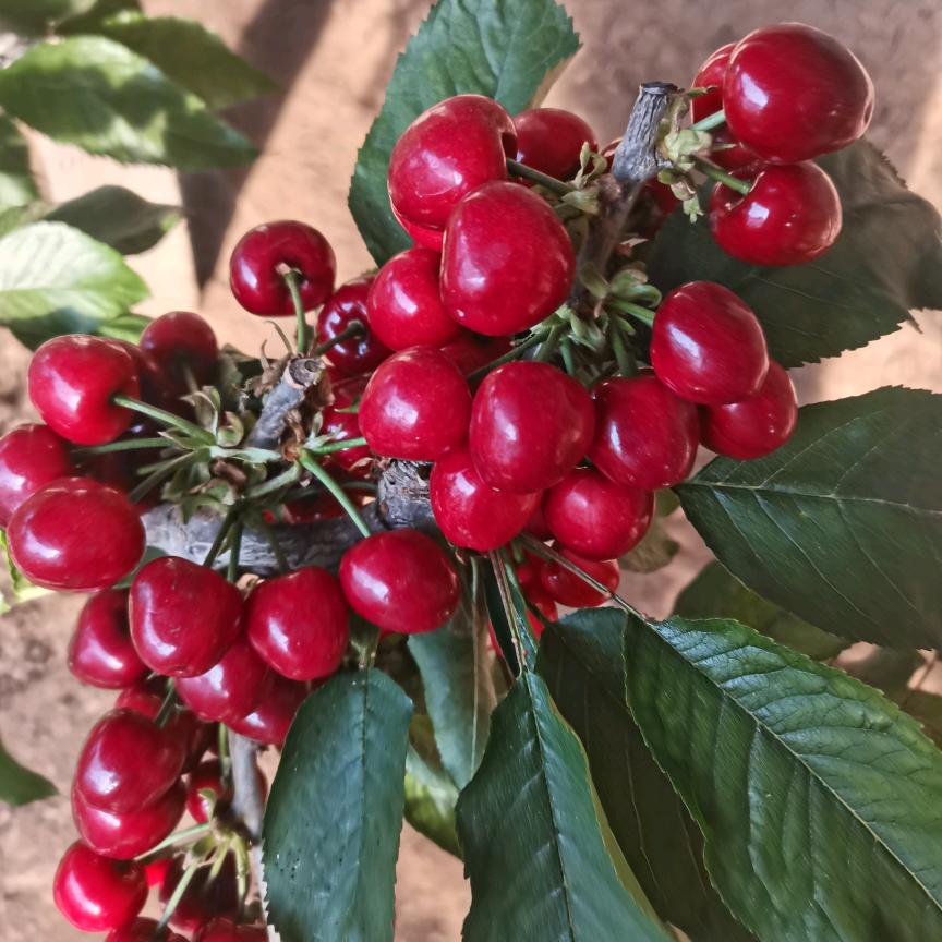 老刘车厘子采摘园