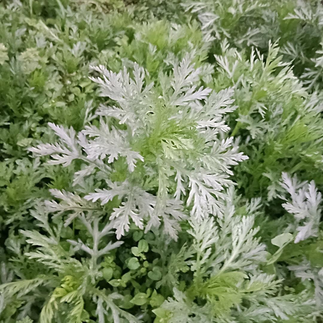 话说百草