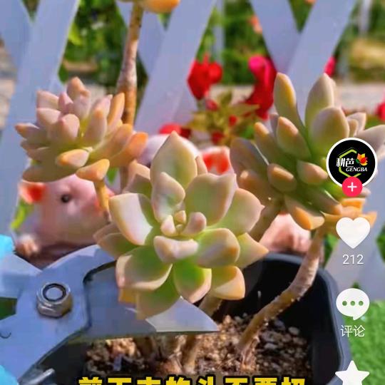 幸福传递